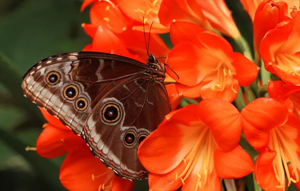 Цветок, узор, бабочка, растение, крылья, лепестки, насекомое, мотылек