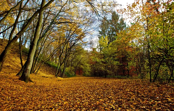 Картинка осень, листья, природа, парк