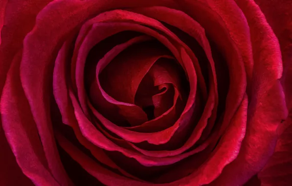 Картинка Макро, Macro, Red rose, Красная роза