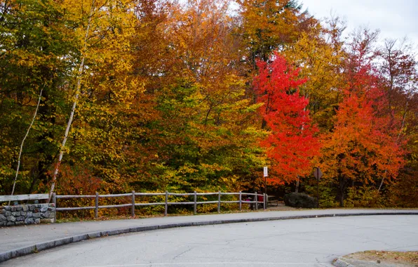 Картинка дорога, осень, лес, природа, colors, forest, Nature, road