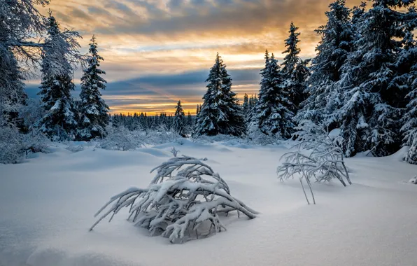 Зима, лес, Норвегия, морозно, Лиллехаммер