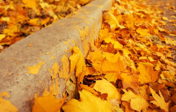 Картинка осень, листья, фон, желтые, colorful, клен, yellow, background