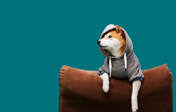Взгляд, поза, собака, кресло, лапы, капюшон, кофта, мордашка