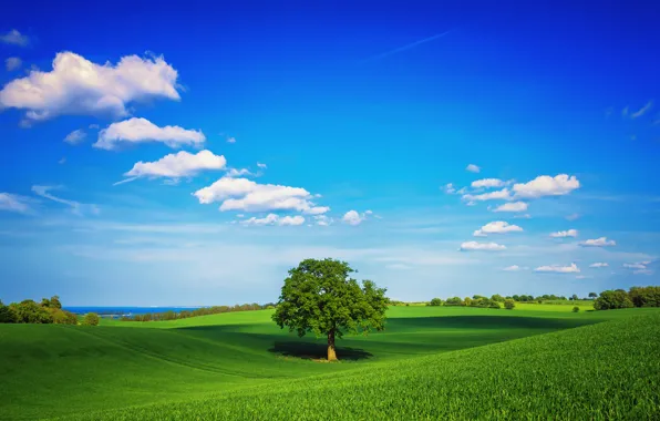 Картинка зелень, поле, небо, трава, облака, дерево, весна
