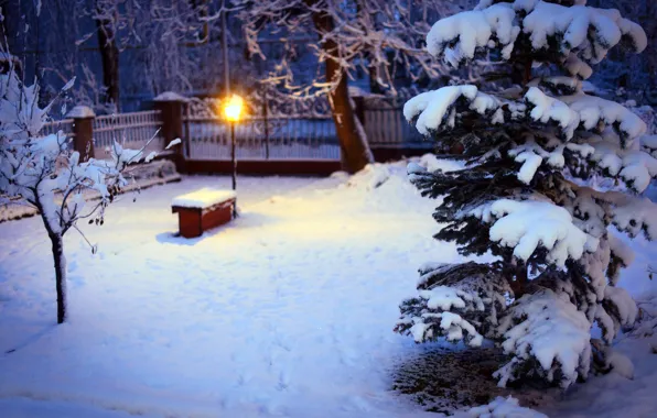 Картинка зима, снег, деревья, природа, елка, ель, освещение, двор