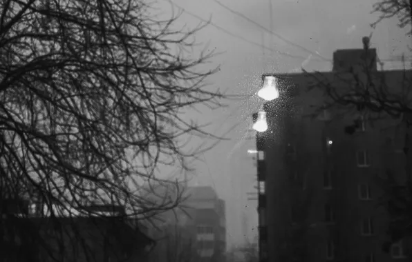 Лампочка, туман, дерево, ветви, безысходность, ч/б