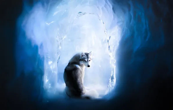Картинка лёд, собака, Хаски, ледяная пещера