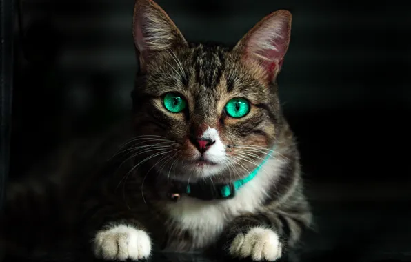 Картинка кот, усы, взгляд, лапы, мордочка, зеленые глаза