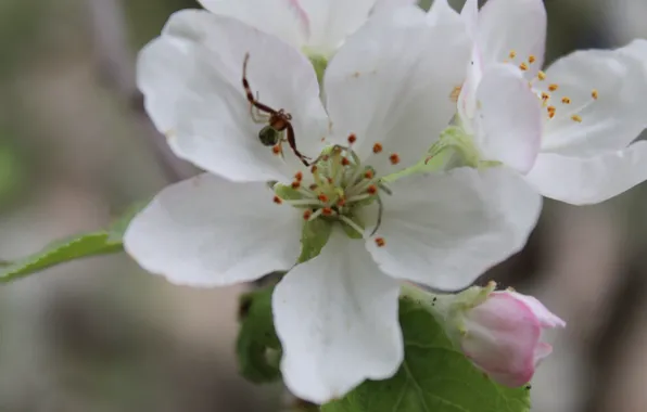 Макро, паук, весна, яблоня, макро flowers природа