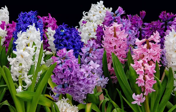 Картинка фиолетовый, листья, цветы, синий, яркие, букет, весна, розовые