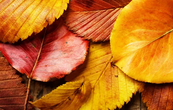 Осень, листья, макро, красный, жёлтый, листва, листок, красные