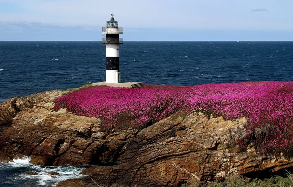 Море, цветы, скалы, побережье, маяк, Испания, Spain, Ribadeo
