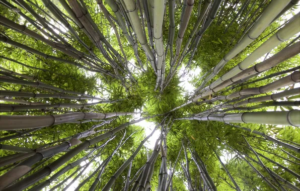 Зелень, небо, природа, бамбук, вид снизу