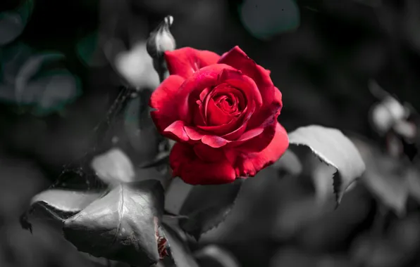Цветок, фон, роза
