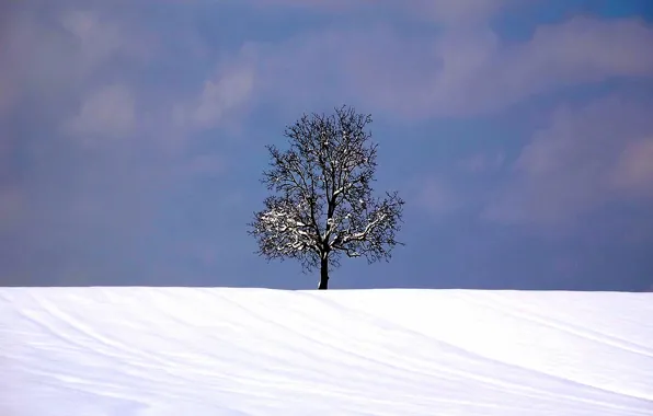 Картинка зима, снег, Дерево