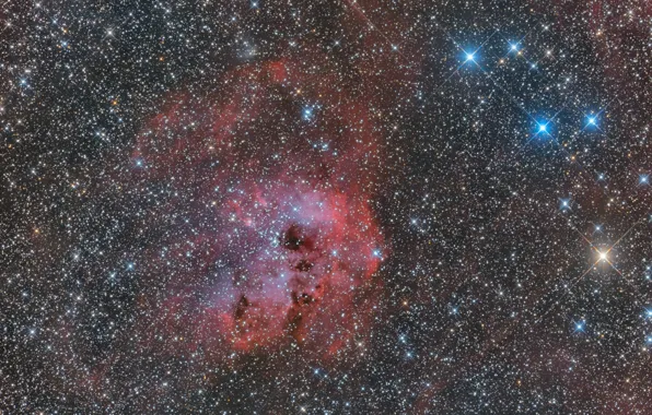Туманность, IC 410, Головастики