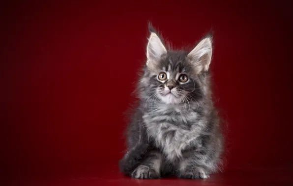 Красный, фон, Котенок, Малыш, Мейн кун