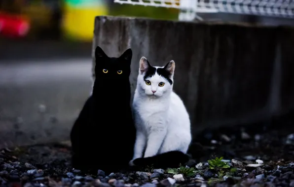 Картинка кот, взгляд, фон