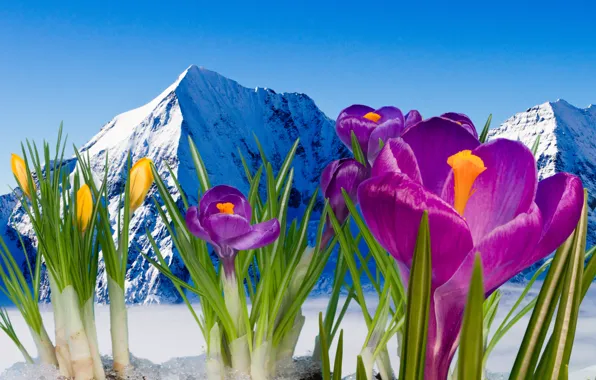 Картинка весна, крокусы, цветение, flowers, mountain, snow, spring, crocus