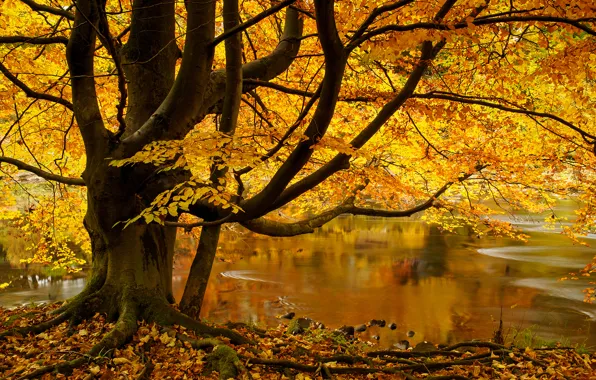 Картинка осень, листья, река, дерево, Англия, England, Северный Йоркшир, Yorkshire Dales