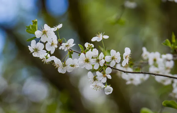 Природа, весна, алыча, весеннее цветение