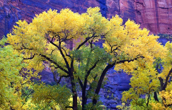 Осень, деревья, горы, скалы, Юта, США, zion national park