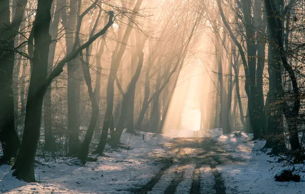 Картинка зима, дорога, лес