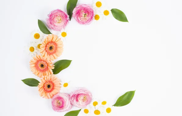 Ромашки, листочки, flowers, гербера, Gerbera, рананкулюсы, composition