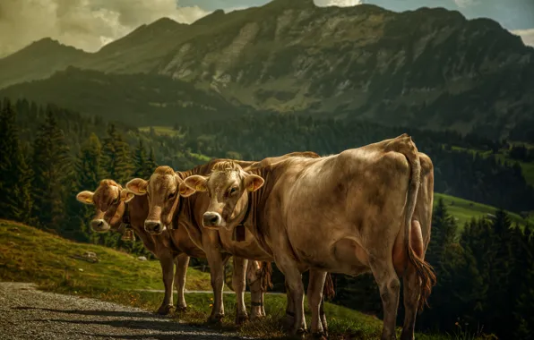 Картинка пейзаж, горы, обработка, коровы