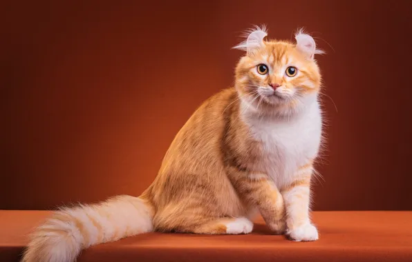 Кошка, кот, взгляд, поза, котенок, лапы, пушистый, рыжий
