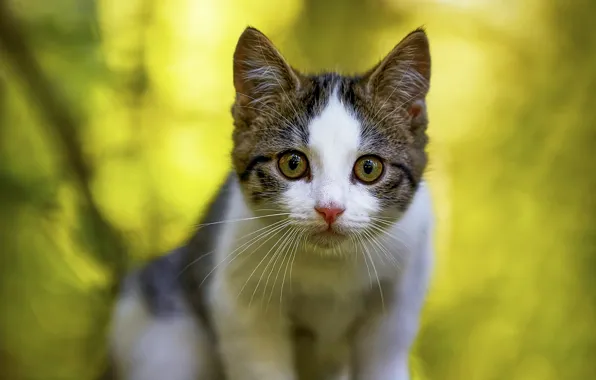 Кошка, взгляд, морда, природа, поза, котенок, портрет, зеленый фон