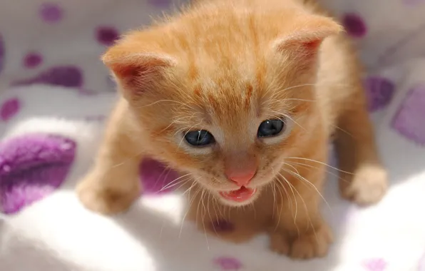 Картинка малыш, рыжая, котёнок