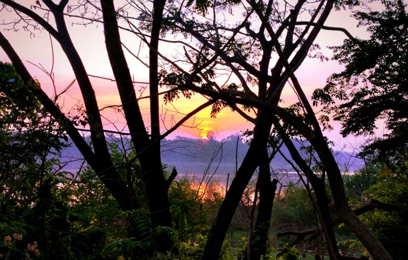 Sun, Sunrise, Dawn, Morning, Lake, Trees, First Light, Plants