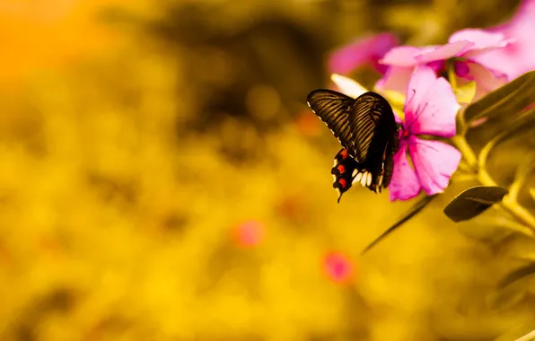 Картинка цветок, розовый, бабочка, flower, pink, butterfly