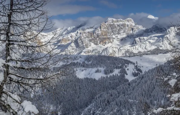 Зима, лес, горы, дерево, Италия, Italy, Доломитовые Альпы, Dolomites