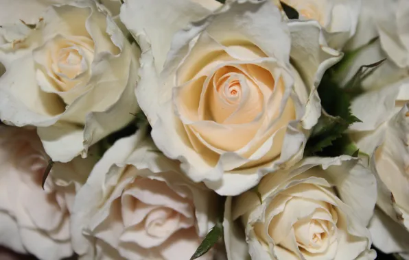 Картинка розы, букет, rose, white, белые, flower
