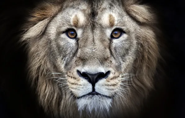Eyes, fur, leon