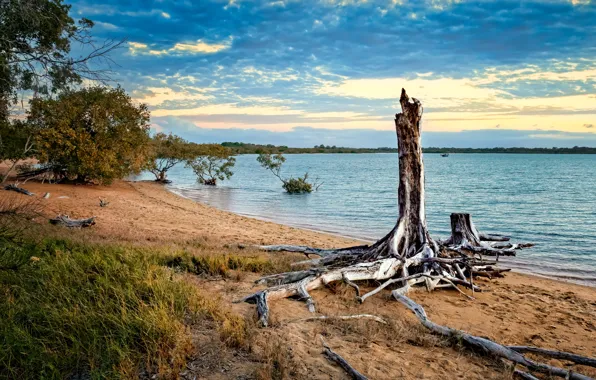 Песок, пляж, небо, трава, облака, корни, берег, пень