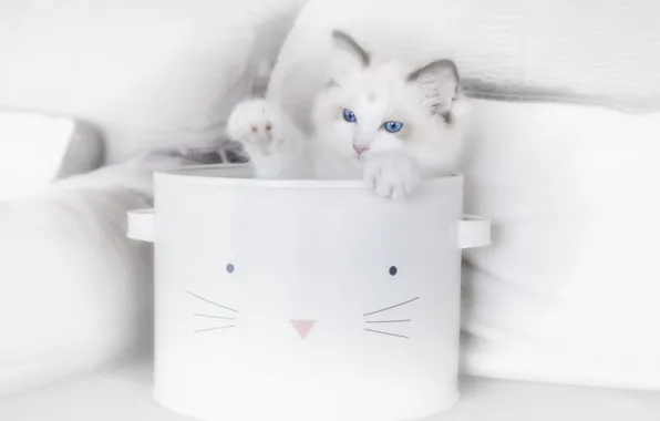 Кошка, котенок, кастрюля, корзинка