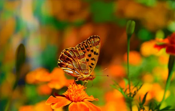 Картинка Макро, Цветы, Бабочка, Flowers, Macro, Butterfly