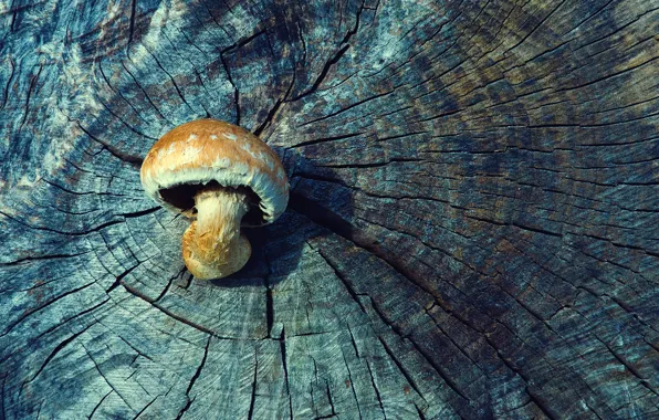 Wood, tree, mushroom