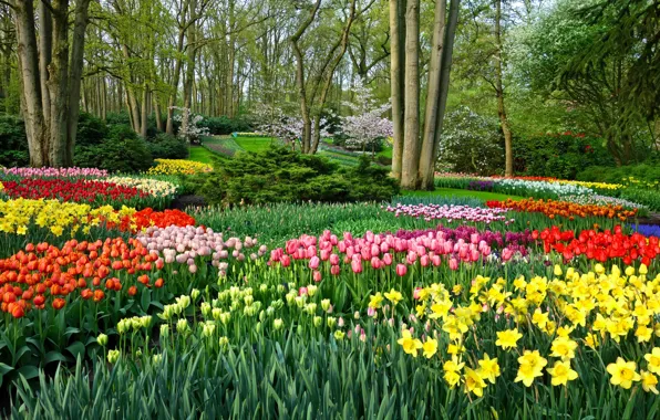 Парк, сад, тюльпаны, Нидерланды