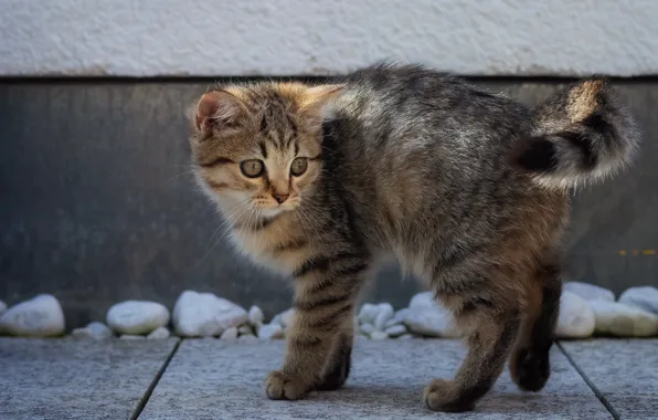 Картинка на улице, испуганный, полосатый котёнок