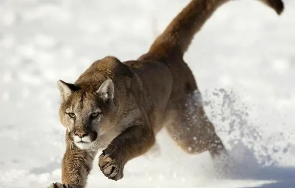 Animal, wildlife, Puma, big cat