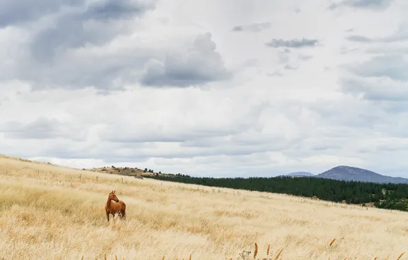 Картинка sky, field, clouds, fence, hill, horse, countryside, farm