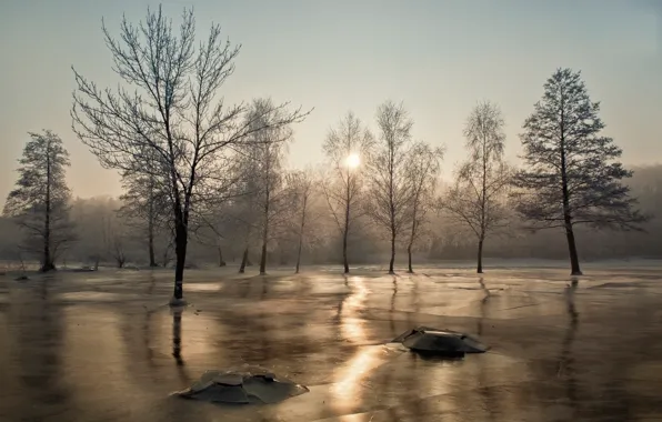 Картинка солнце, деревья, лёд, мороз