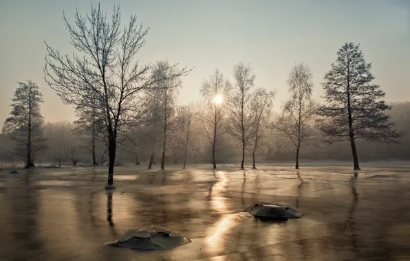 Солнце, деревья, лёд, мороз