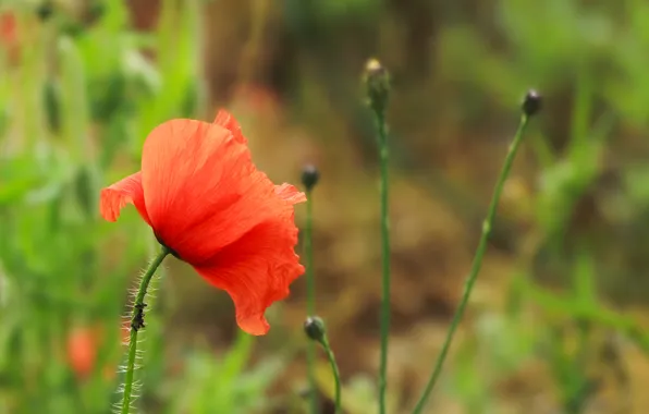 Red, flower, poppy