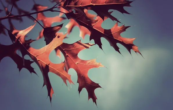 Осень, листья, макро, фото, фон, обои
