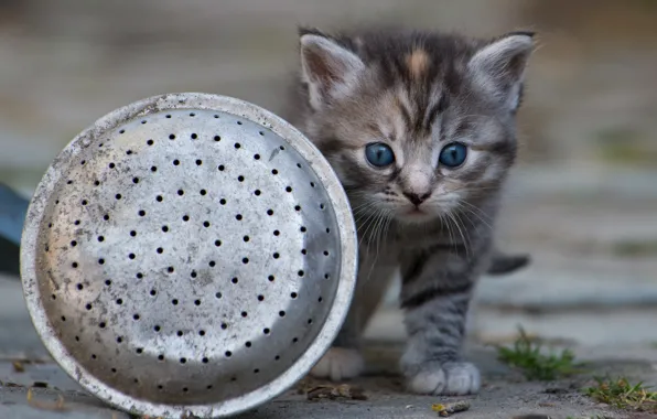 Кошка, взгляд, поза, котенок, серый, малыш, посуда, прогулка